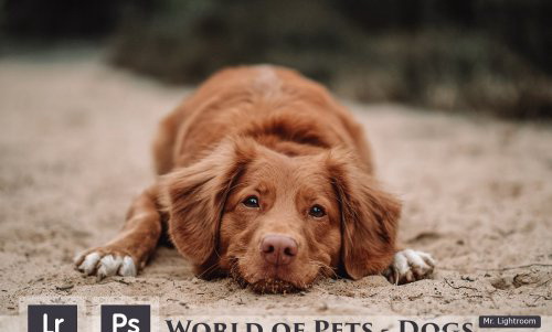 LR1972 CreativeMarket - World of Pets Dogs Mobile ACR 4413945 a