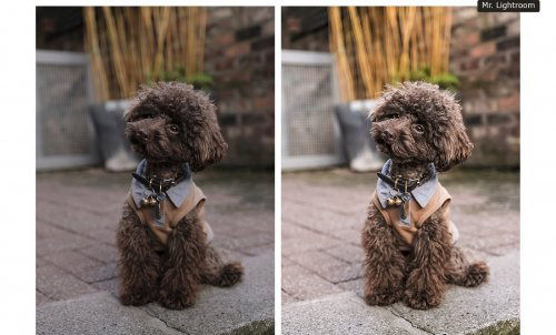 LR1972 CreativeMarket - World of Pets Dogs Mobile ACR 4413945 d
