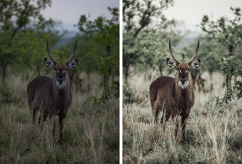 LR2234 Hilvees X Eljackson AFRICA Lightroom Presets C