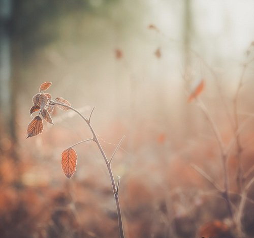 LR2266 Mikko Lagerstedt - FINE ART COLLECTION PHASE DESKTOP ACR D
