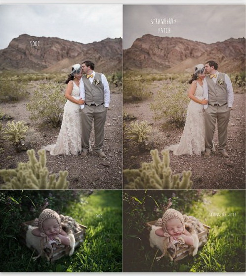 LR2323 Twig & Olive Photography - Sweet Light Presets C