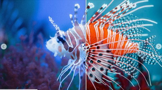 LR2830 CreativeMarket - Underwater Photography Desktop ACR 4725471 C
