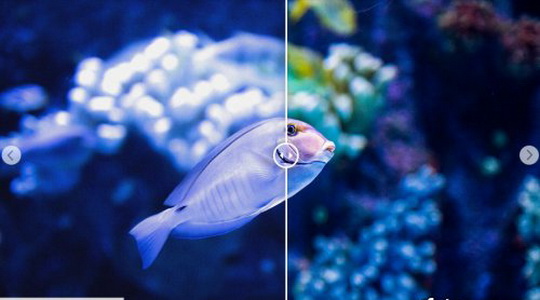 LR2830 CreativeMarket - Underwater Photography Desktop ACR 4725471 D