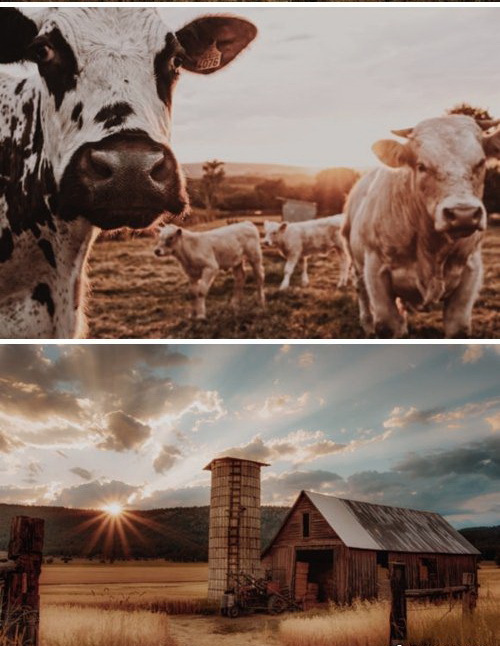 LR2952 Cinematic Farm Presets Mobile Desktop 4127575 B