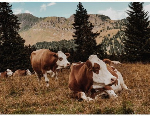 LR2952 Cinematic Farm Presets Mobile Desktop 4127575 C