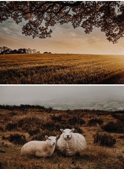 LR2952 Cinematic Farm Presets Mobile Desktop 4127575