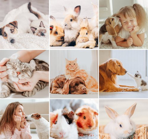 LR3343 PHLEARN Pets Presets Mobile ACR