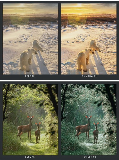 LR3760 CreativeMarket - 20 Wildlife Presets Mobile ACR LUTs 5205006 b