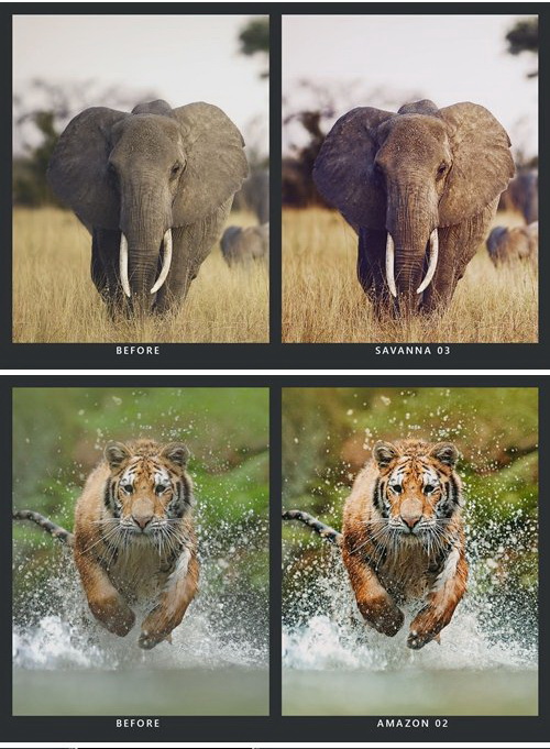 LR3760 CreativeMarket - 20 Wildlife Presets Mobile ACR LUTs 5205006 c
