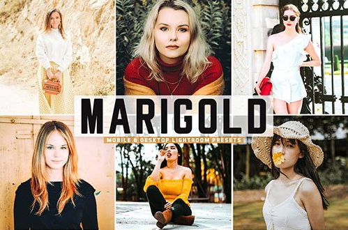 LR4231 Marigold Pro Presets Mobile Desktop ACR ATN PSD 5424130 A