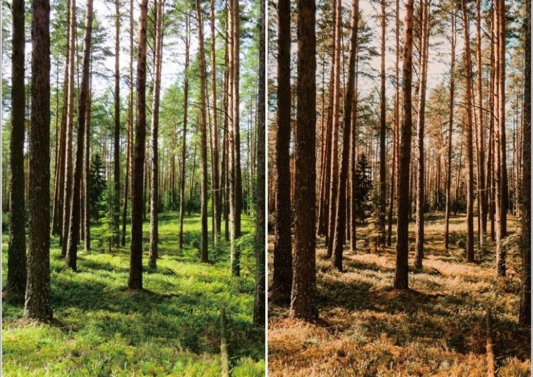 LR4300 Din Studio - Treescape Presets Mobile Desktop ACR C